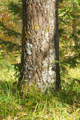 Obraz premium Deciduous tree