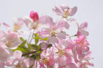 Obraz na płótnie Canvas Pink flowers in a garden closeup photo