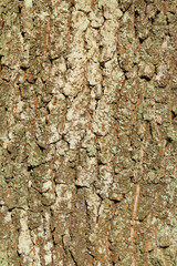 Deciduous tree bark