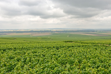 Fototapeta na wymiar typical agricultural landscape in Champagne-Ardenne, France