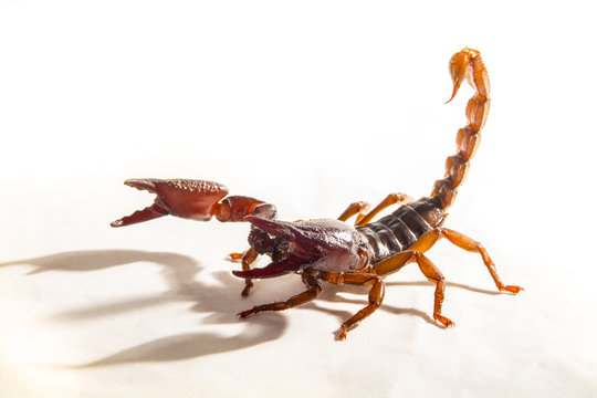 サソリ サソリ のストック写真、ロイヤリティフリーの画像、ベクター、および