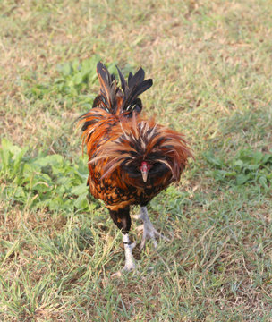rooster and the crest feathers all disheveled
