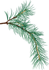 blue pine tree one branch isolated illustration