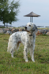 Fototapeta premium English Setter, Setter