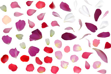 red and pink rose petals isolated on white