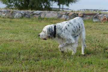 Fototapeta premium English Setter, Setter
