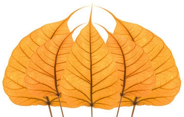 feuilles sèches de bodhi, figuier sacré des pagodes