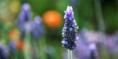 Obraz premium Flowers in the garden in the late afternoon