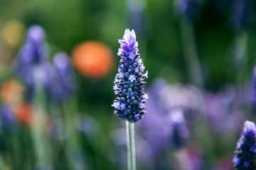 Flowers in the garden in the late afternoon