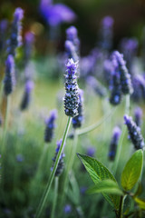 Flowers in the garden in the late afternoon