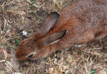 young rabbit with long ears and