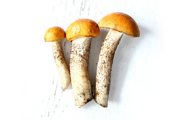 three aspen boletus orange-cap autumn mushroom
