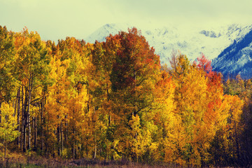 Fototapeta premium Autumn