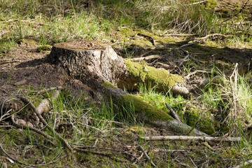 The spruce forest stump