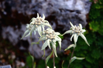 Edelweiss