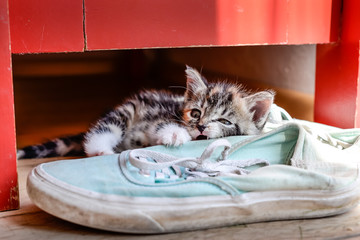Eine kleine Katze spielt mit Turnschuhen und beißt hinein