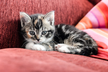 Ein kleines Kätzchen liegt auf einem rotem Sofa
