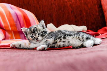 Ein kleines Kätzchen liegt auf einem roten Sofa