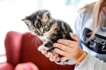 Ein Mädchen hält eine Babykatze behutsam in ihren Händen