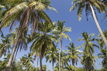 Palm trees with coconut under blue sky background