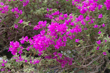Beautiful of Purple Bougainvillea