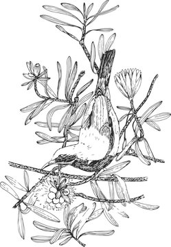 Vector illustration of a Bird. Hand drawn artwork