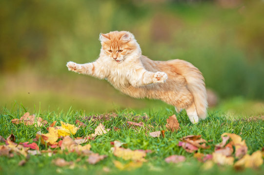 Funny cat playing outdoors in autumn