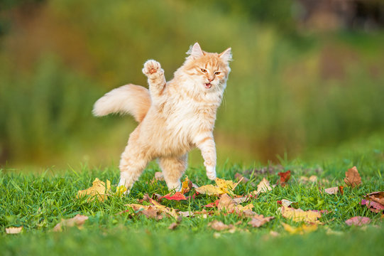Funny red cat playing outdoors in autumn