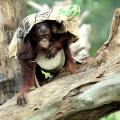Orangutan © glifeisgood