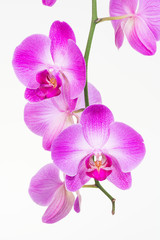 Purple Moth orchid close up
