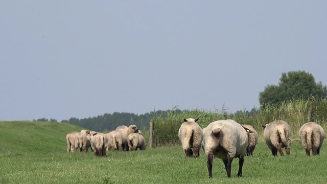 Sheep run away