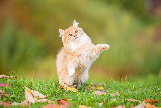 Little red kitten playing outdoors in autumn