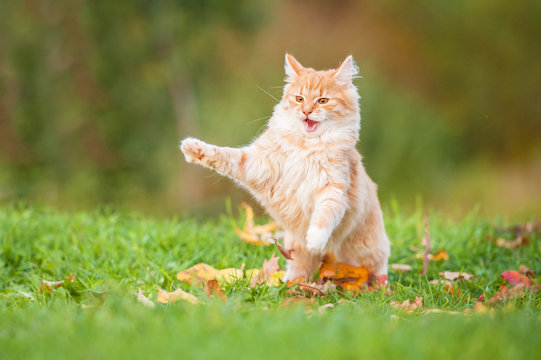 Little red cat playing outdoors in autumn