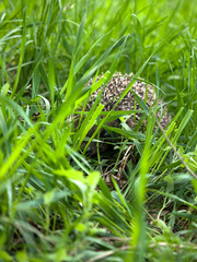 Ежик спрятался в траве