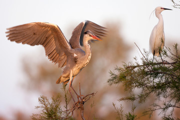 Adea cinerea, Heron