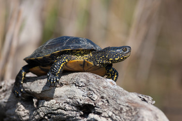 European pond ,Emys orbicularis