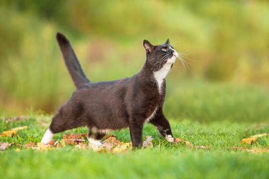 Beautiful black cat walking outdoors in autumn