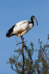  African sacred ibis, Threskiornis aethiopicus