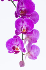 Fototapeta na wymiar White and purple Phalaenopsis orchid