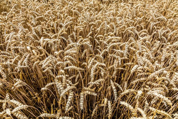 Wheat field