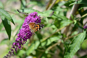painted lady butterfly on summer lilac