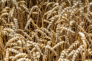 Fototapeta premium Wheat field