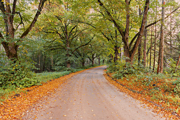 Countryside road in autumn