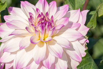 White dahlia