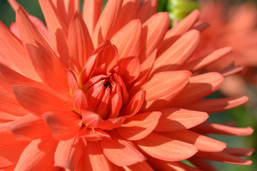Orange dahlia