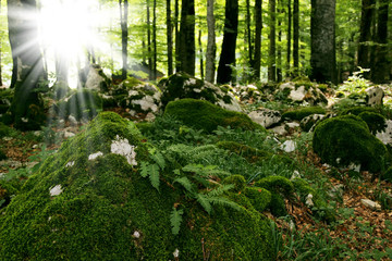 Fototapete bei efototapeten.de bestellen   