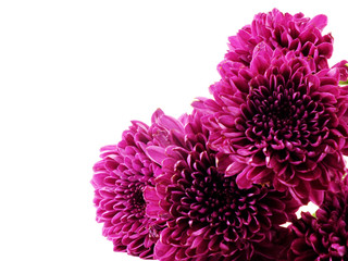 pink autumn chrysanthemum isolated on white background