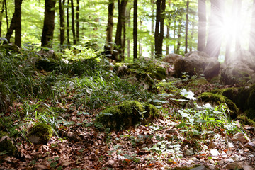Obraz premium Biogradska Gora National Park, Montenegro. Autumn forest