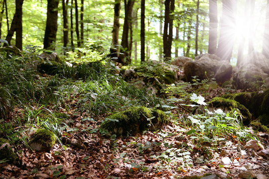 Fototapeta Biogradska Gora National Park, Montenegro. Autumn forest