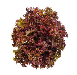 red lettuce isolated on white background